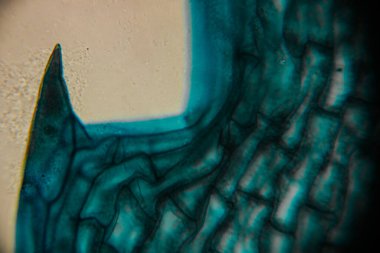 Sivri uçlu bir bitki yaprağının, mavi epidermal hücreleri ve detaylı hücresel yapıyı gösteren yüksek büyütme görüntüsü..