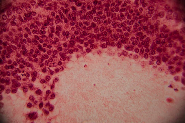 Memelilerin yumurtalıklarının mikroskobik görüntüsü açık bir şekilde büyüyen folikül ve çevresindeki foliküler hücreler pembe ve kırmızı tonlarda boyanmış..