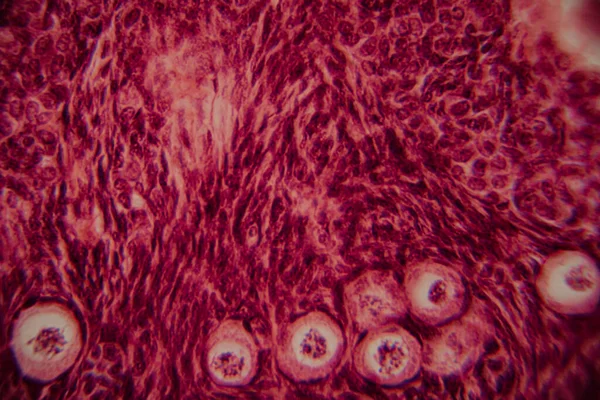 Memelilerin yumurtalıklarının mikroskobik görüntüsü açık bir şekilde büyüyen folikül ve çevresindeki foliküler hücreler pembe ve kırmızı tonlarda boyanmış..