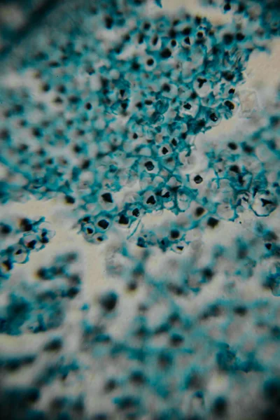 Mavi lekeli hücre duvarlarını gösteren bitki dokusunun büyütülmüş görüntüsü ve hafif pembe ve siyah lekeli hücre yapıları..