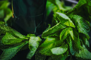 Kehribar rengi cam bir şişe ve damlatan ve etiketi parlak yeşil nane yaprakları arasında duruyor, koyu bir yüzeyde, doğal sağlık ve aromaterapi temaları yaratıyor..