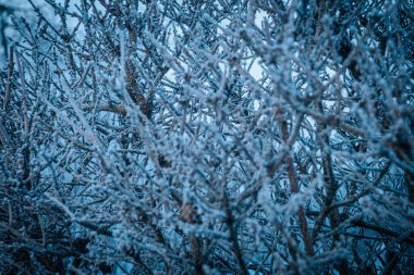 Derin bir iç içe geçmiş dallardan oluşan yoğun bir ağ serin mavi tonlarda kaotik bir kış dokusu yaratıyor..