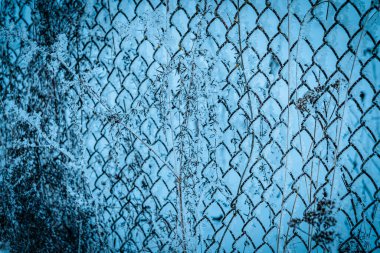 Kurumuş kır çiçeklerinin karla kaplı bir tel örgüye yakın çekimi. Güçlü kontrastlı serin kış tonları.