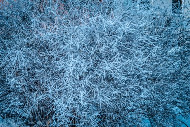 Narin, buzla kaplı ağaç dalları açık mavi bir kış göğü boyunca uzanıyor. Metin alanı olan doğal doku ve yumuşak ışıklandırma.