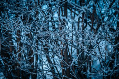 Yoğun bir kış ormanında kalın, buzla kaplı, çıplak ağaç dallarından oluşan bir ağ. Serin mavi tonlar ve doğanın karmaşık desenleri.