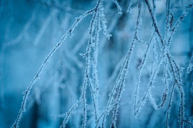 Narin, buzla kaplı ağaç dalları açık mavi bir kış göğü boyunca uzanıyor. Metin alanı olan doğal doku ve yumuşak ışıklandırma.
