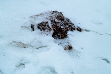 Bir parça karanlık toprak, bir köstebek yuvası, kar örtüsünü dürttü. Bu da kış koşullarında son zamanlarda yapılan hayvan veya doğal aktiviteleri gösteriyor..