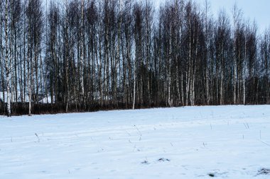 Açık mavi bir gökyüzünün altında yoğun bir sıra uzun yapraksız huş ağaçlarıyla çevrili karlı bir tarlası olan bir kış manzarası..