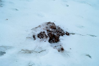 Bir parça karanlık toprak, bir köstebek yuvası, kar örtüsünü dürttü. Bu da kış koşullarında son zamanlarda yapılan hayvan veya doğal aktiviteleri gösteriyor..