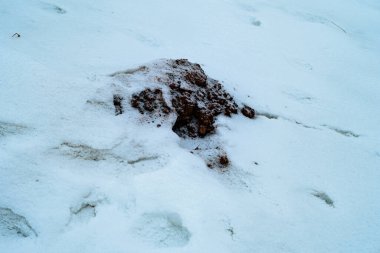 Bir parça karanlık toprak, bir köstebek yuvası, kar örtüsünü dürttü. Bu da kış koşullarında son zamanlarda yapılan hayvan veya doğal aktiviteleri gösteriyor..