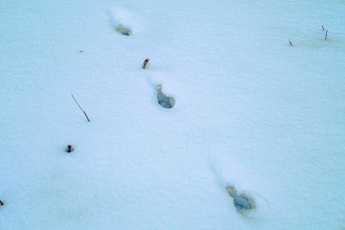 Taze hayvan izleri, pürüzsüz ve el değmemiş kar tabakasındaki kuru ot ve dalların yanından geçer. Doğal dokuları olan minimalist bir kış sahnesi..