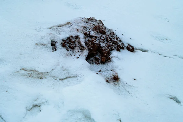 Bir parça karanlık toprak, bir köstebek yuvası, kar örtüsünü dürttü. Bu da kış koşullarında son zamanlarda yapılan hayvan veya doğal aktiviteleri gösteriyor..