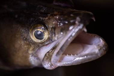 Ağzını, keskin dişlerini ve detaylı pullarını gösteren tatlı su balığının yakın plan görüntüsü koyu bir arka plan üzerine kuruludur.