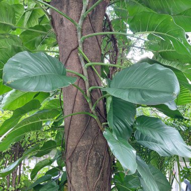 Büyük bir ağaç gövdesine tırmanan ve saran dev altın kaktüsler.