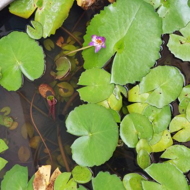 Lotus leaves in different sizes floating peacefully on the surface of a water basin, highlighting natural textures and tranquil scenery.