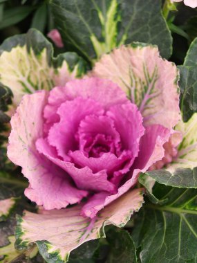 Gül çiçeğine benzeyen katmanlı yapraklarla süslenmiş pembe lahananın yakın görüntüsü. Peyzaj ve kış bahçelerinde kullanılan dekoratif yapraklar, desen, renk ve botanik detaylar..