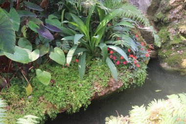 Büyük ağaçlar ve çeşitli çalıların bulunduğu tropikal yağmur ormanı tarzı bir bahçenin atmosferik görüntüsü. Yeşillik, doğal yağmur ormanlarından esinlenerek gölgeli ve ferahlatıcı bir ortam yaratır..