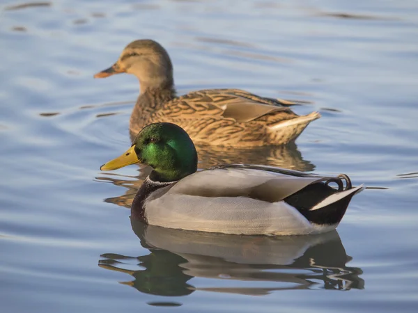 Paire de Mallard (Anas platyrhynchos ) — Photo