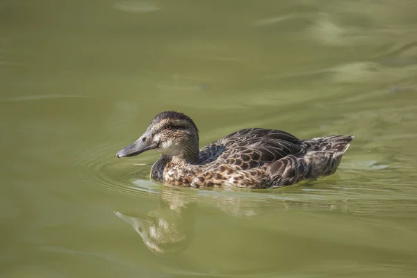 Stockentenweibchen schwimmt im Teich — Stockfoto