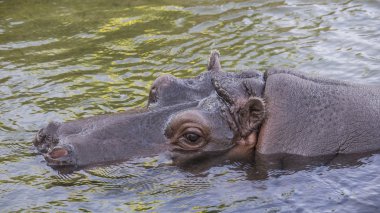 su aygırı (su aygırı amphibius)