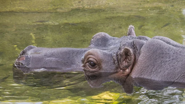 Hipopótamo (Hippopopotamus amphibius ) — Fotografia de Stock