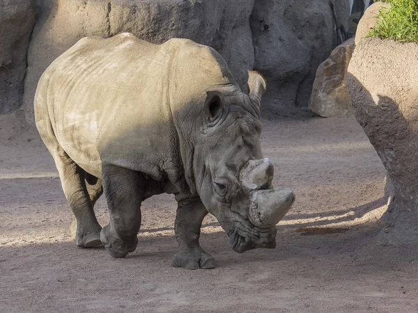 Белый носорог, Ceratotherium simum — стоковое фото