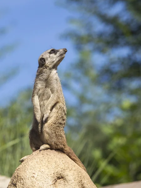 Meerkat (Surikate) gros plan — Photo