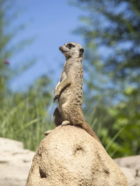 Meerkat (Surikate) close up — Stock Photo, Image