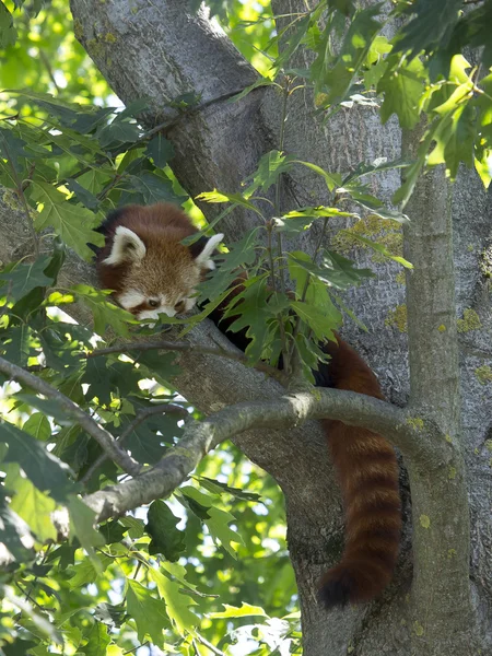 Red panda on tree — Stock Photo, Image