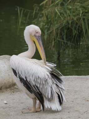Pellicano maggiore (Pelecanus onocrotalus)