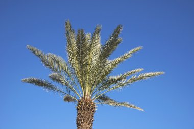 palmiye ağacı güneşli mavi gökyüzünde