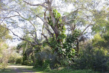Güzel orman ağacı