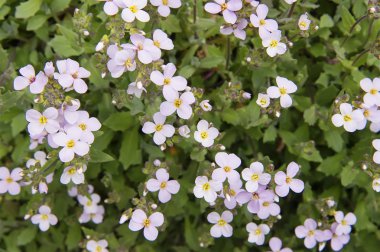 Güzel beyaz bahar çiçekleri