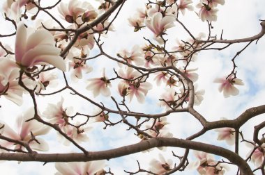 Manolya ağacı çiçeği