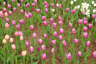 Güzel bahar çiçekleri