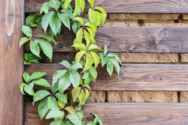 Renkli sonbahar yaprakları