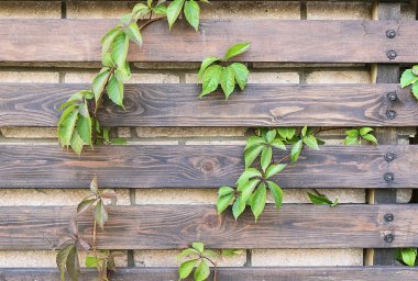 Renkli sonbahar yaprakları