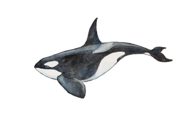 水彩的虎鲸 — 图库照片