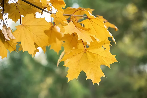 Herbstliche Ahornblätter — Stockfoto