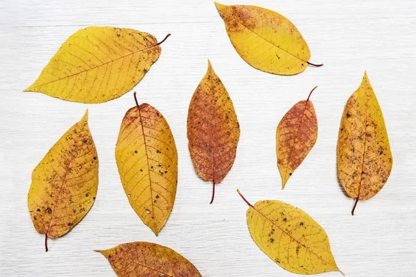 Bunte Herbstblätter — Stockfoto