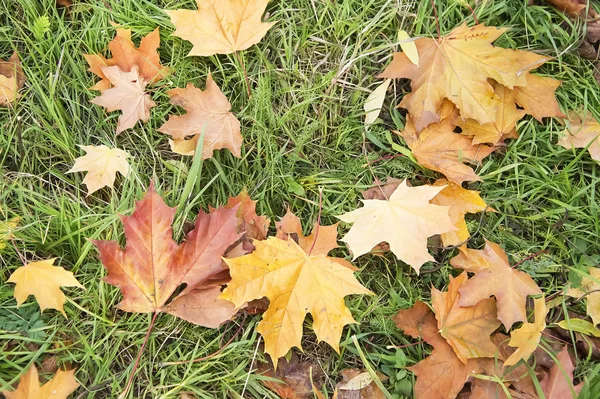 Bunte Herbstblätter — Stockfoto