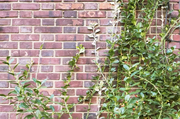 Red brick wall — Stock Photo, Image