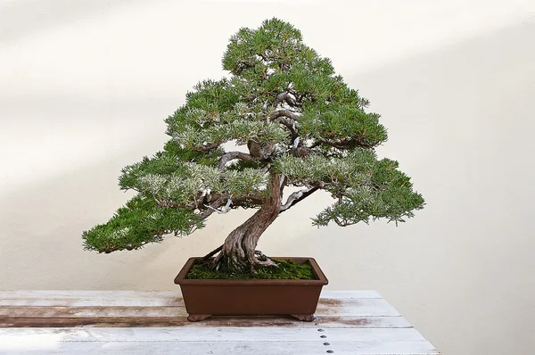 Belo pinheiro bonsai — Fotografia de Stock