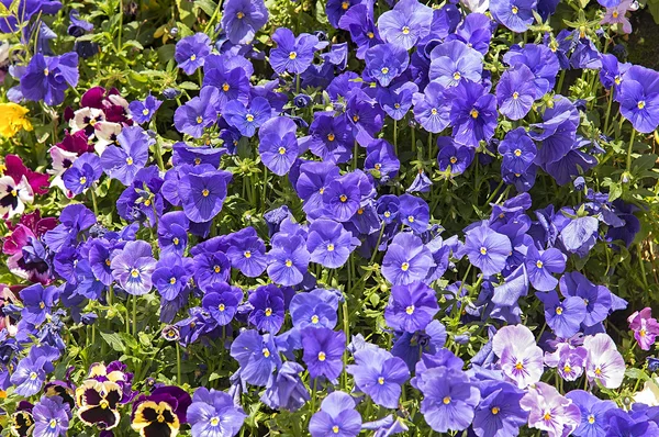 Schöne bunte Frühlingsblumen — Stockfoto