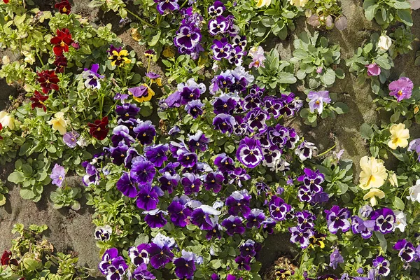 Hermosas flores de primavera coloridas —  Fotos de Stock