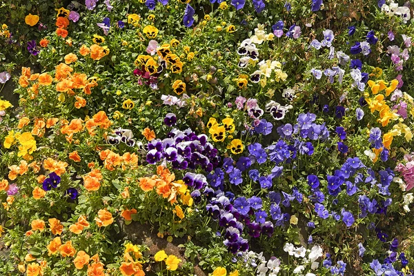 Schöne bunte Frühlingsblumen — Stockfoto