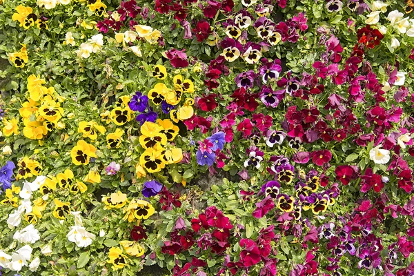 Schöne bunte Frühlingsblumen — Stockfoto