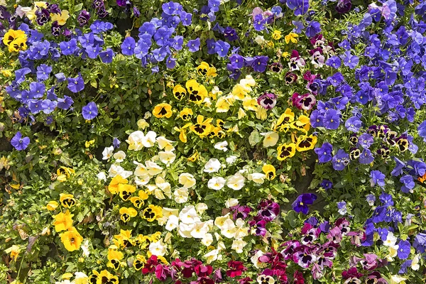 Schöne bunte Frühlingsblumen — Stockfoto