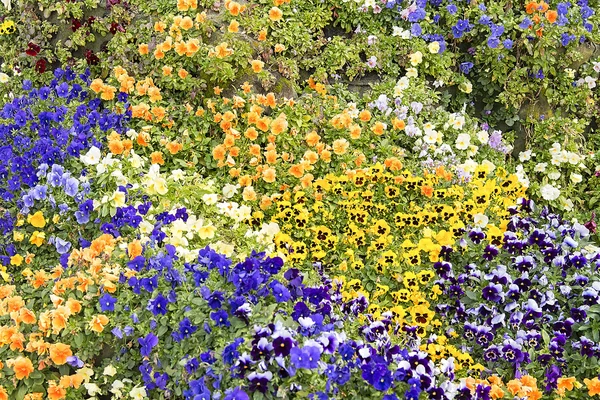 Hermosas flores de primavera coloridas —  Fotos de Stock