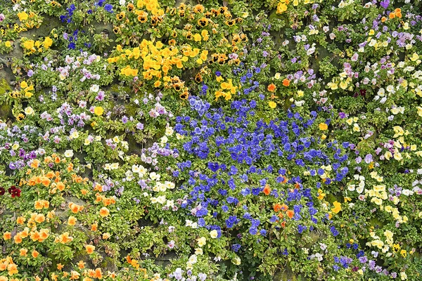 Schöne bunte Frühlingsblumen — Stockfoto